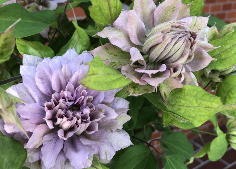 クレマチス 天の川 Coquette