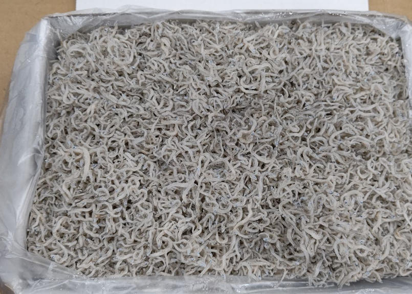 国内産ちりめん 1kg 大高 市場受取 横浜直魚河岸 うおがし 横浜市中央卸売市場の