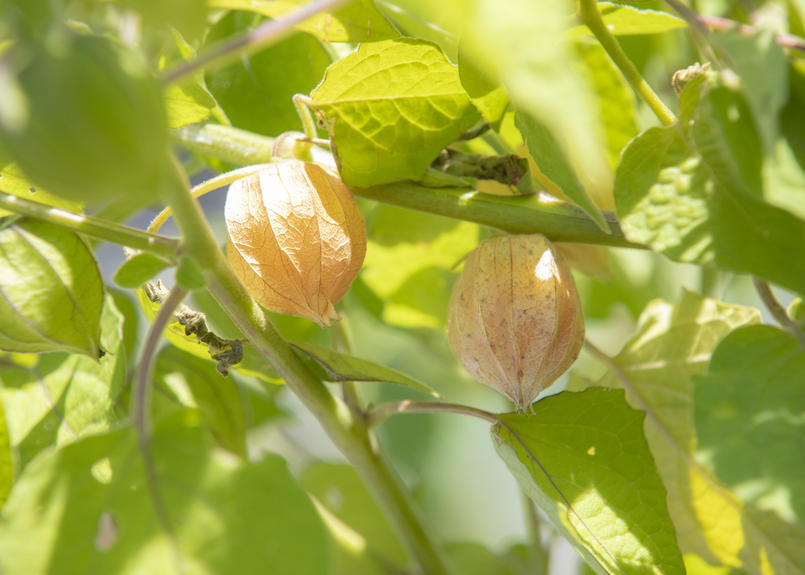 フルーツほおずき 太陽の子 100ｇ 12粒 18粒 販売終了 22年9月より販売開始予定