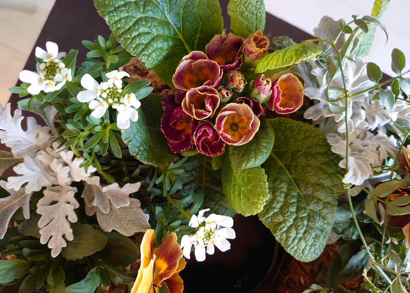 送料無料 プリムラ ジュリアンのリース型寄せ植え オレンジ Innocent Flower