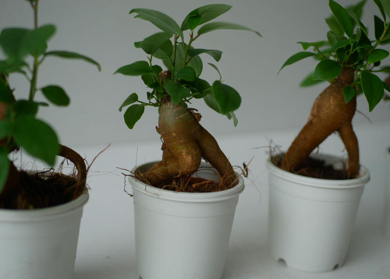 ☆大人気商品☆ガジュマル・多幸の木・観葉植物・インテリア 植物