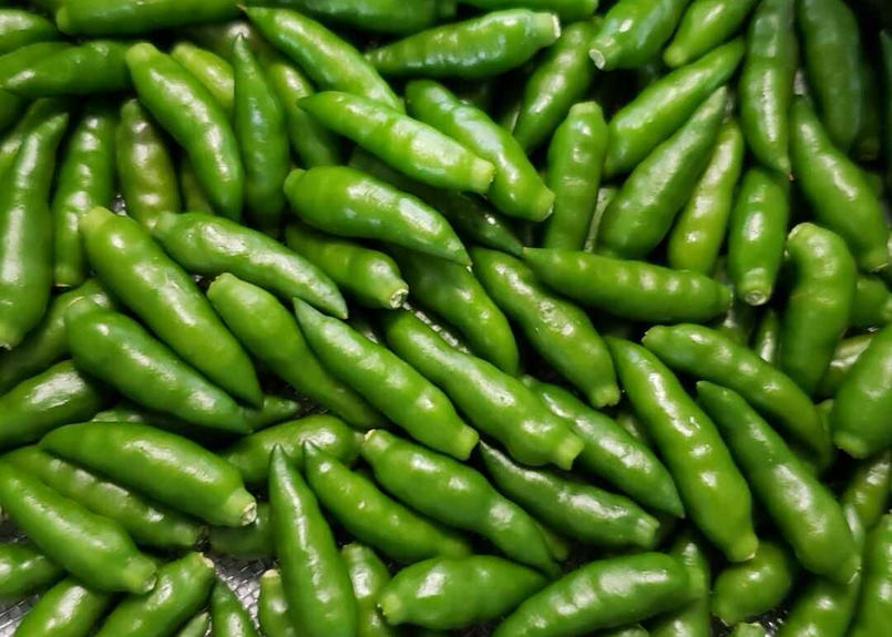 5 4発送 フレッシュ 硫黄島唐辛子 生唐辛子 青唐辛子 小笠原産 小笠原からフレッシュ硫