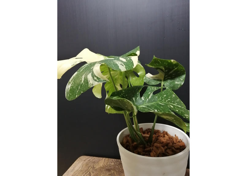 モンステラ デリシオーサ バリエガータ 6号 No 2 如雨露 Jorro