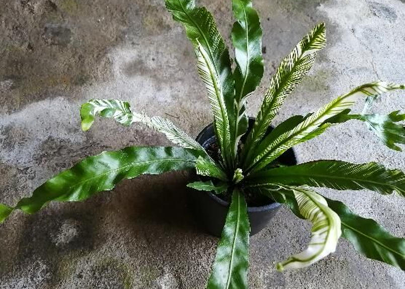 オオタニワタリ 斑入り 3 5号サイズ No 1 如雨露 Jorro