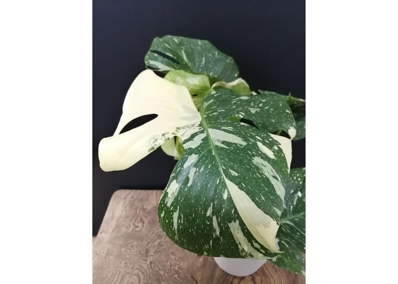 モンステラ デリシオーサ バリエガータ 6号 No 2 如雨露 Jorro