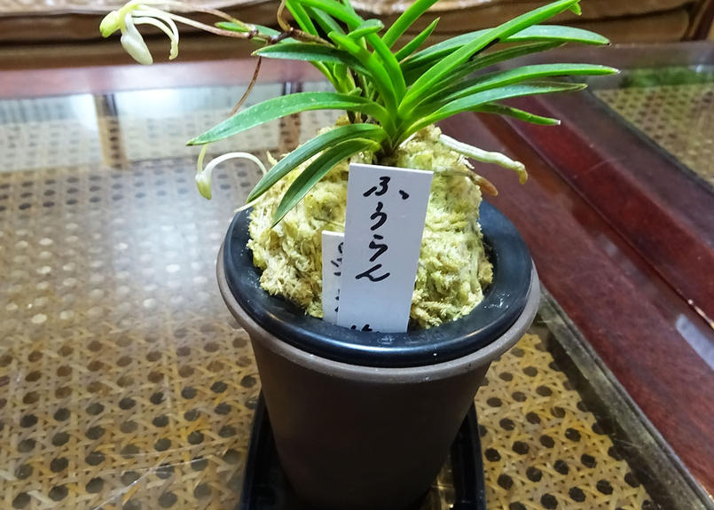 おまかせ風蘭の花 Kazemidori