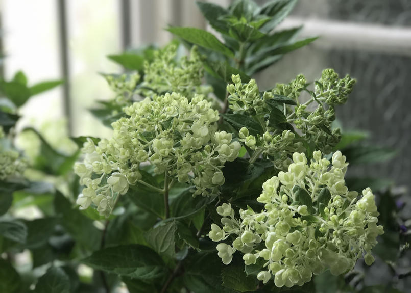 シリアルナンバー付き ノリウツギ ボブシェル Kiccorie