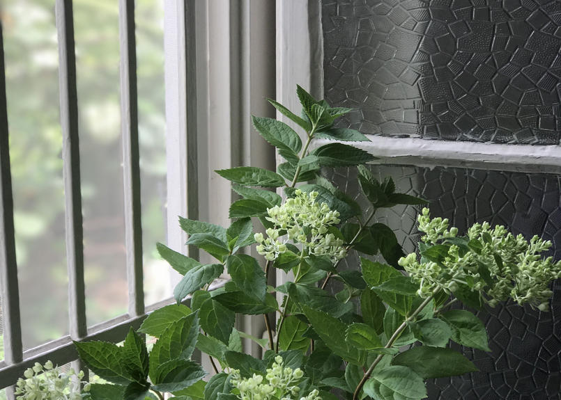 シリアルナンバー付き ノリウツギ ボブシェル Kiccorie