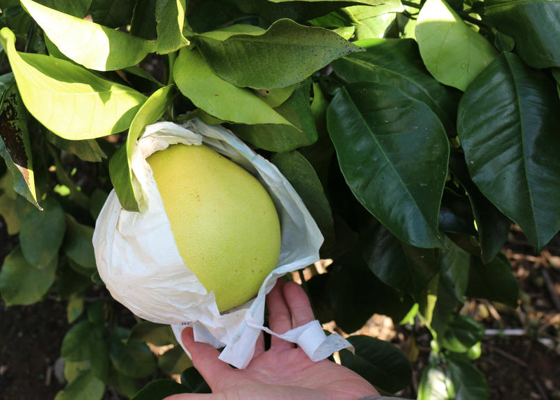 熊本県三角町 パール柑 5kg 6 8玉 穏やかな不知火海の潮風と温かな光が降り注ぐ三角の町