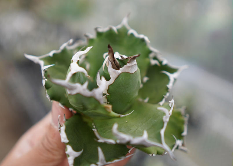 Agave titanota Crab 螃蟹 NO.4 | mana's green:塊根 Agave titanota Crab 螃蟹 NO.4 | mana's green:塊根