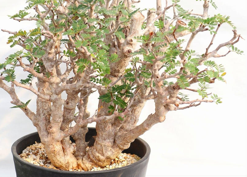 センナ メリディオナリス Mana S Green 塊根植物販売 マナズグリーン