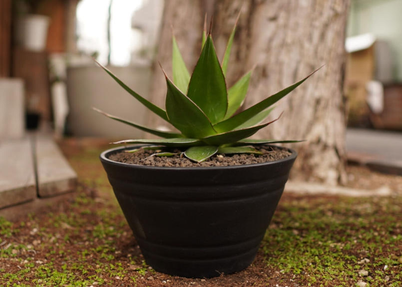 アガベ インプレッサ Agave Impressa Mana S Green 塊根植物販売