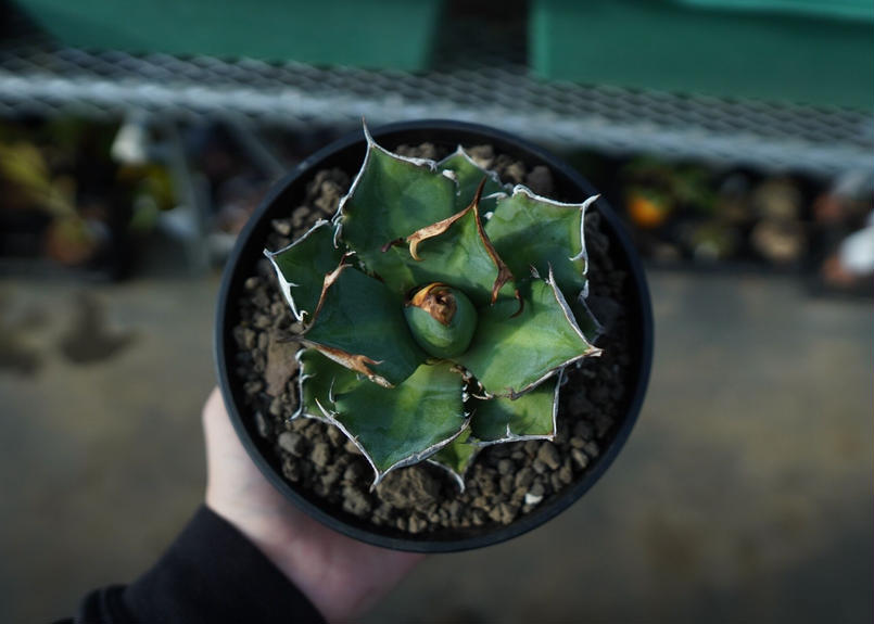 アガベ チタノタ 鬼爪雪峰 Agave titanota “Onitsume Yukimin...