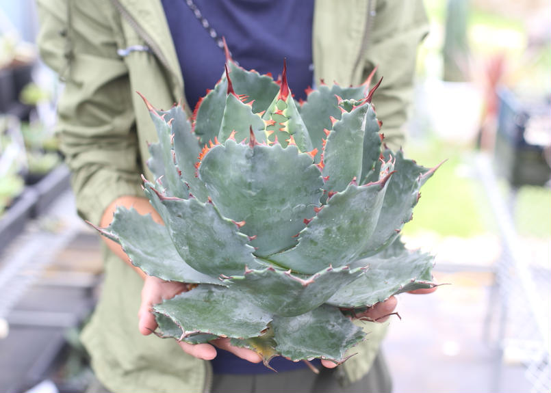 Agave parrasana x isthmensis | mana's green:塊根植 Agave parrasana x isthmensis | mana's green:塊根植