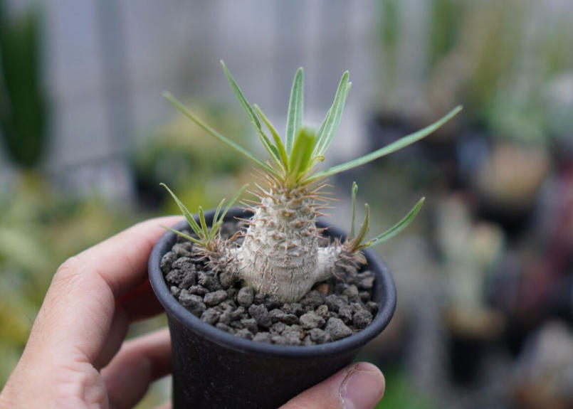 パキポディウム グラキリス 実生 Mana S Green 塊根植物販売 マナズグリーン