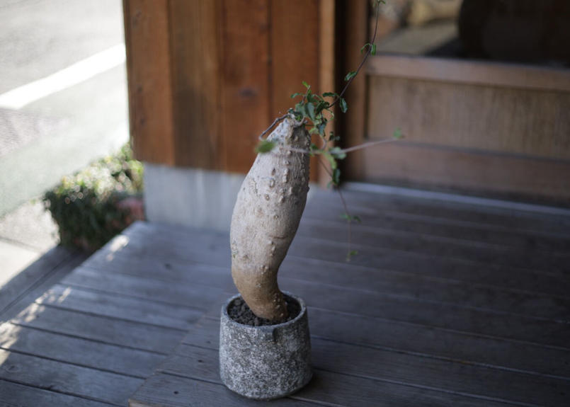 火星人 Fockea Edulis Mana S Green 塊根植物販売 マナズグリーン