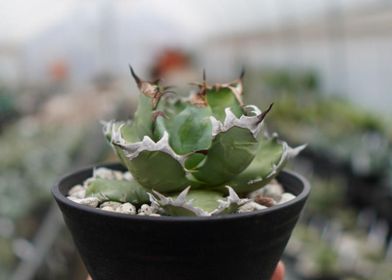 Agave titanota dwarf 姫厳龍 A NO.2 | mana's green:...