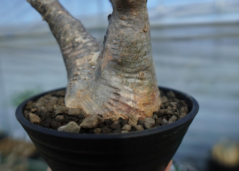 クーポン利用&送料無料 パキポディウム デンシフローラム 抜き苗 大