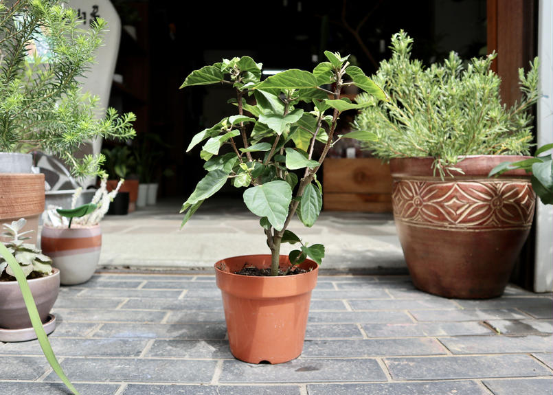 ハイビスカス サマーブリーズ Mana S Green 塊根植物販売 マナズグリーン ハイビスカス サマーブリーズ Mana S Green 塊根植物販売 マナズグリーン