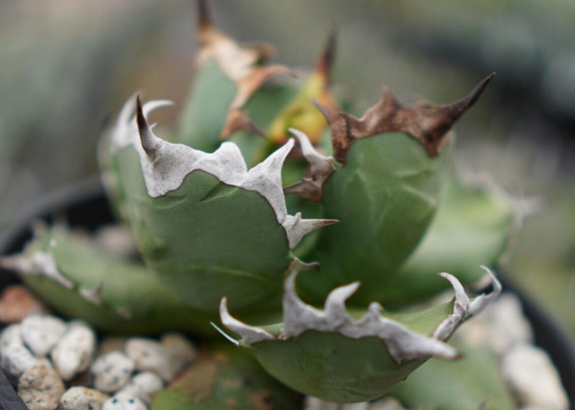 Agave titanota dwarf 姫厳龍 A NO.2 | mana's green:...