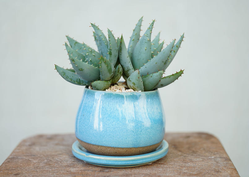 Aloe Peglerae Mana S Green 塊根植物販売 マナズグリーン Aloe Peglerae Mana S Green 塊根植物販売 マナズグリーン