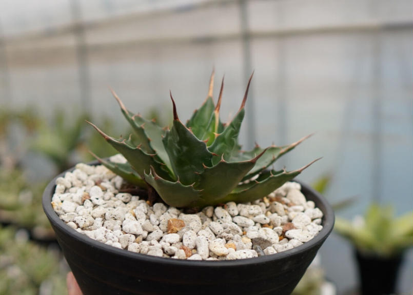 新品種]アガベ モンタナ ライムフラッシュ2 検索用/アガベ モンタナ