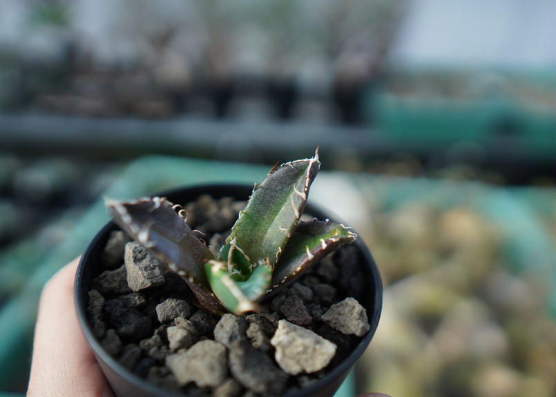 アガベ チタノタ 鬼爪雪峰 Agave titanota “Onitsume Yukimin...