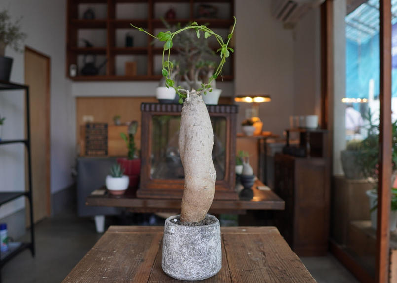 火星人 Fockea Edulis Mana S Green 塊根植物販売 マナズグリーン