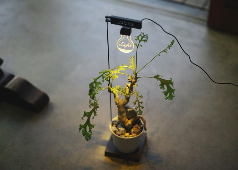 もう日照不足には悩まない 植物専用育成ライト Mana S Green 塊根植物販売 マナ