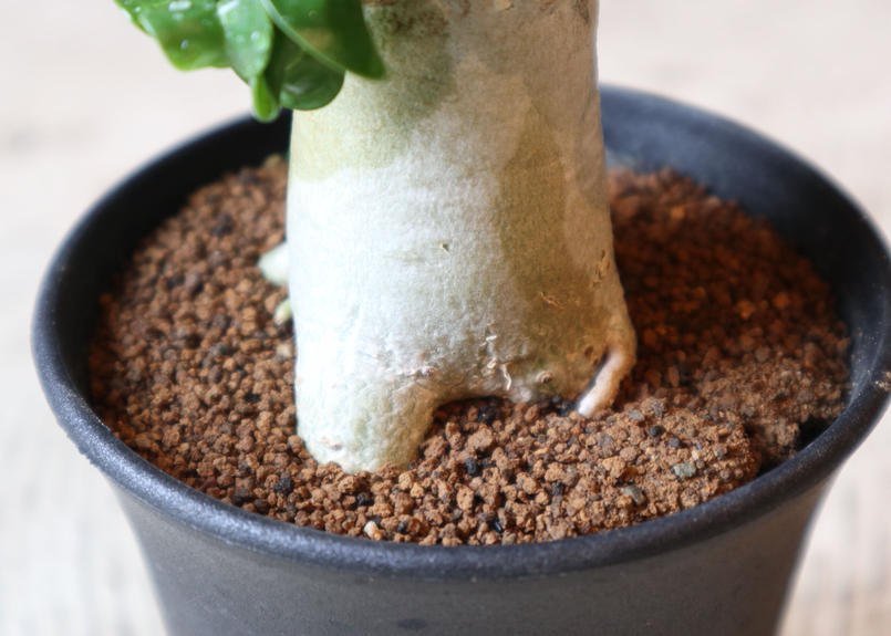 アデニウム アラビカム巻葉 ｃ Mana S Green 塊根植物販売 マナズグリーン