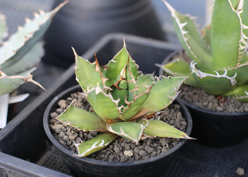 アガベ チタノタ オテロイ ダークファイア Mana S Green 塊根植物販売 マナズ