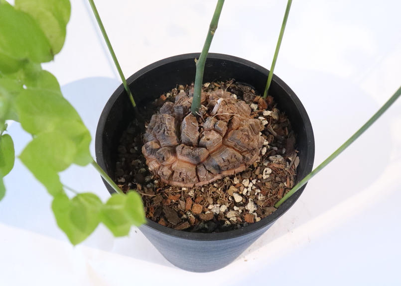 ディオスコレア エレファンティペス 亀甲竜 2 Mana S Green 塊根植物販売