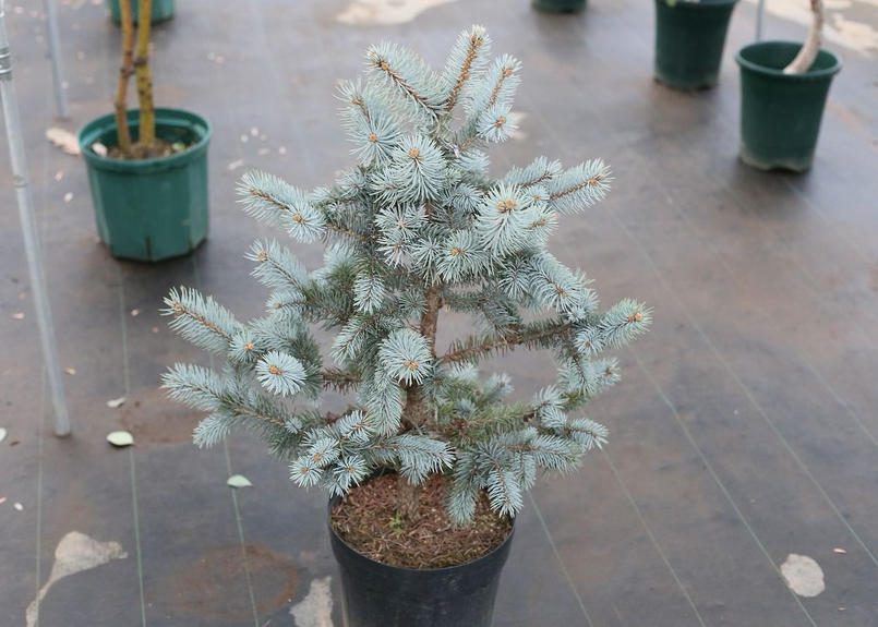 プンゲンストウヒ ホプシー Mana S Green 塊根植物販売 マナズグリーン