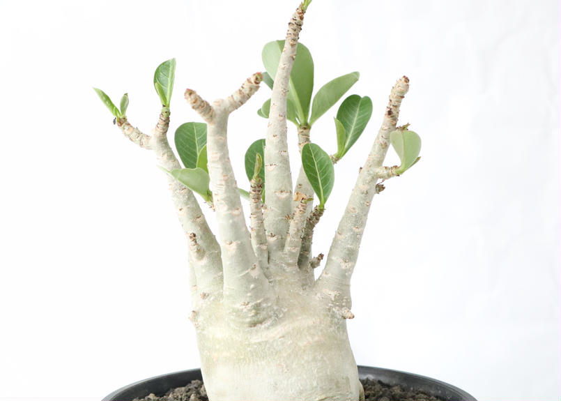 アデニウム ドワーフ Mana S Green 塊根植物販売 マナズグリーン