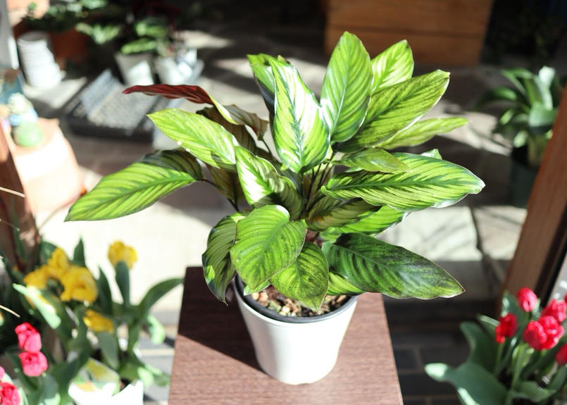 カラテア Cv ゴールデンスター Mana S Green 塊根植物販売 マナズグリーン