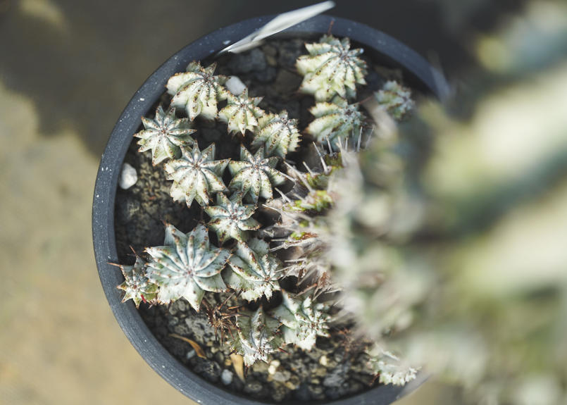 ユーフォルビア ゼブラホリダ Mana S Green 塊根植物販売 マナズグリーン