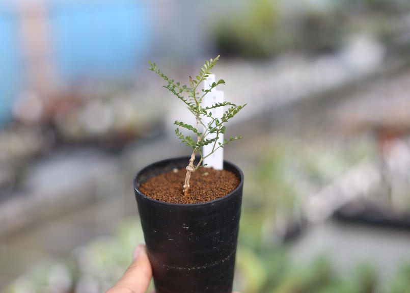 オペルクリカリア パキプス Mana S Green 塊根植物販売 マナズグリーン