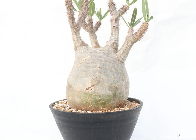 パキポディウム グラキリス No 137 Mana S Green 塊根植物販売 マナ