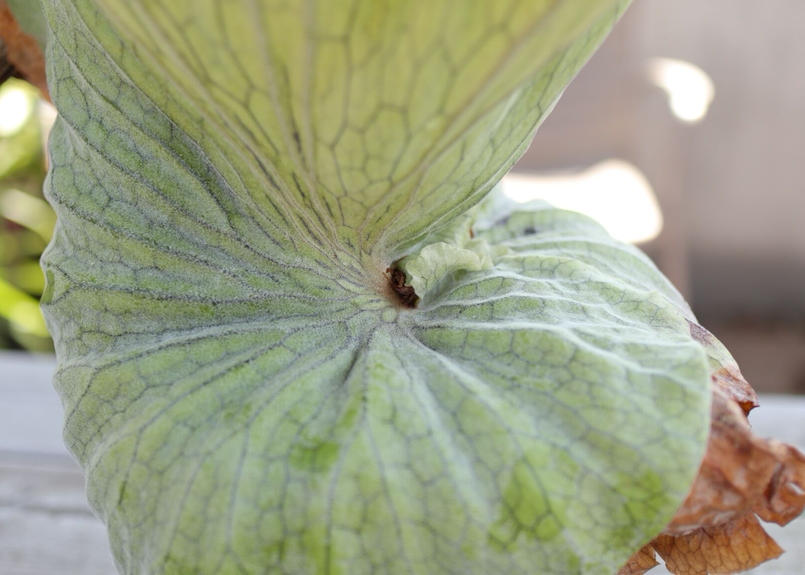 ビカクシダ グランデ 1 Mana S Green 塊根植物販売 マナズグリーン