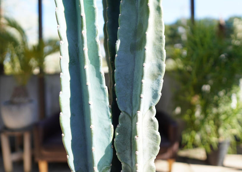 柱サボテン Mana S Green 塊根植物販売 マナズグリーン