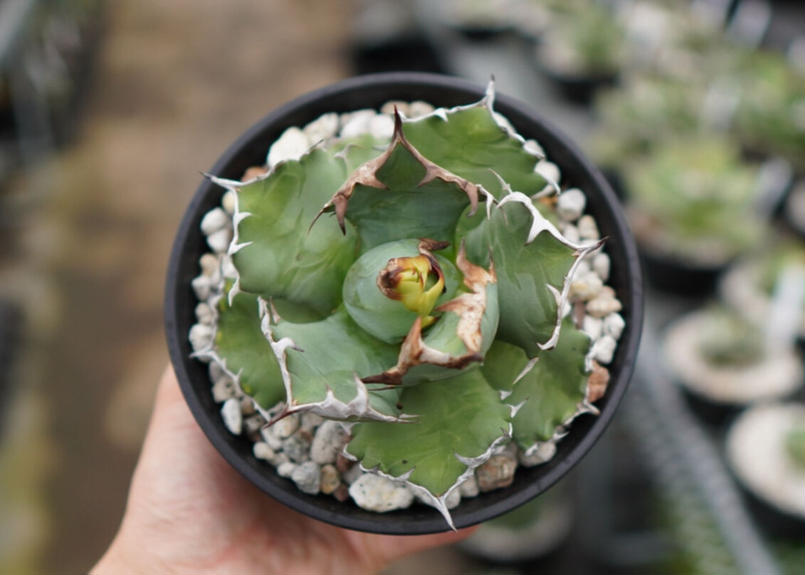 Agave titanota dwarf 姫厳龍 A NO.2 | mana's green:...
