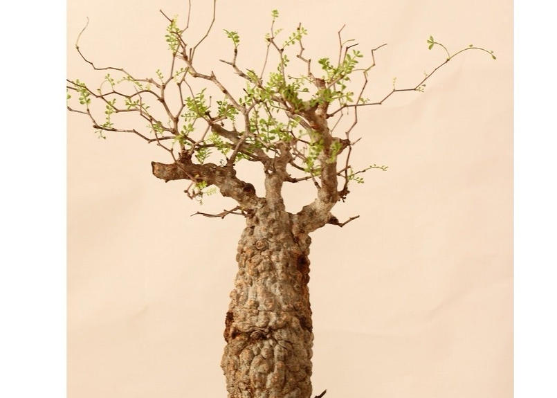 Operculicarya Pachypus オペルクリカリア パキプス 国内３年目 Ma