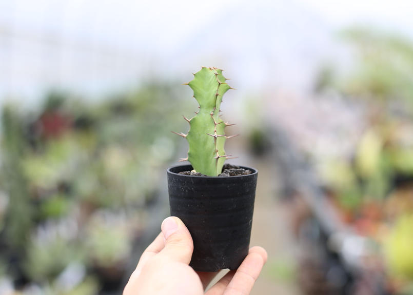 ユーフォルビア 大雲閣 Mana S Green 塊根植物販売 マナズグリーン ユーフォルビア 大雲閣 Mana S Green 塊根植物販売 マナズグリーン