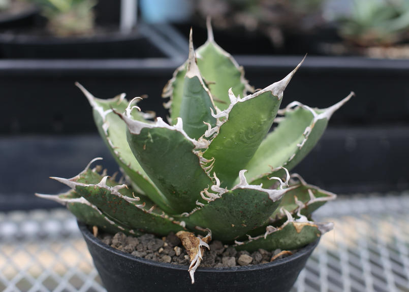 アガベ チタノタ オテロイ Mana S Green 塊根植物販売 マナズグリーン