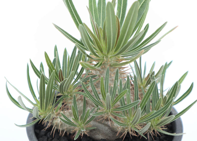 パキポディウム グラキリス 国内実生 群生株 Mana S Green 塊根植物販売 マナ