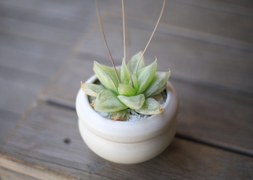 ハオルチア Haworthia Mana S Green 塊根植物販売 マナズグリーン