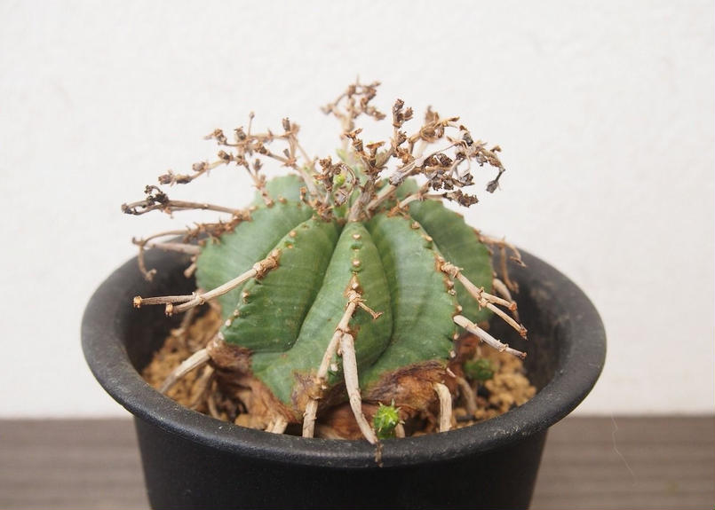 ユーフォルビア バリダ Euphorbia Valida 仔吹き Mana S Gree
