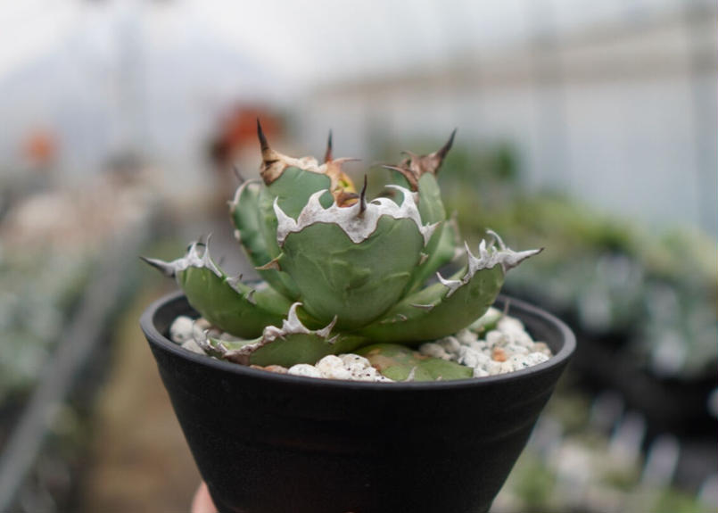 Agave titanota dwarf 姫厳龍 A NO.2 | mana's green:...