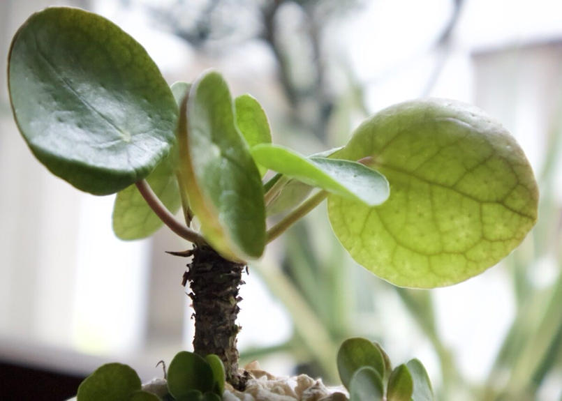 ピレア ペペロミオイデス Mana S Green 塊根植物販売 マナズグリーン