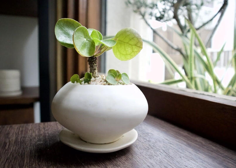 ピレア ペペロミオイデス Mana S Green 塊根植物販売 マナズグリーン ピレア ペペロミオイデス Mana S Green 塊根植物販売 マナズグリーン